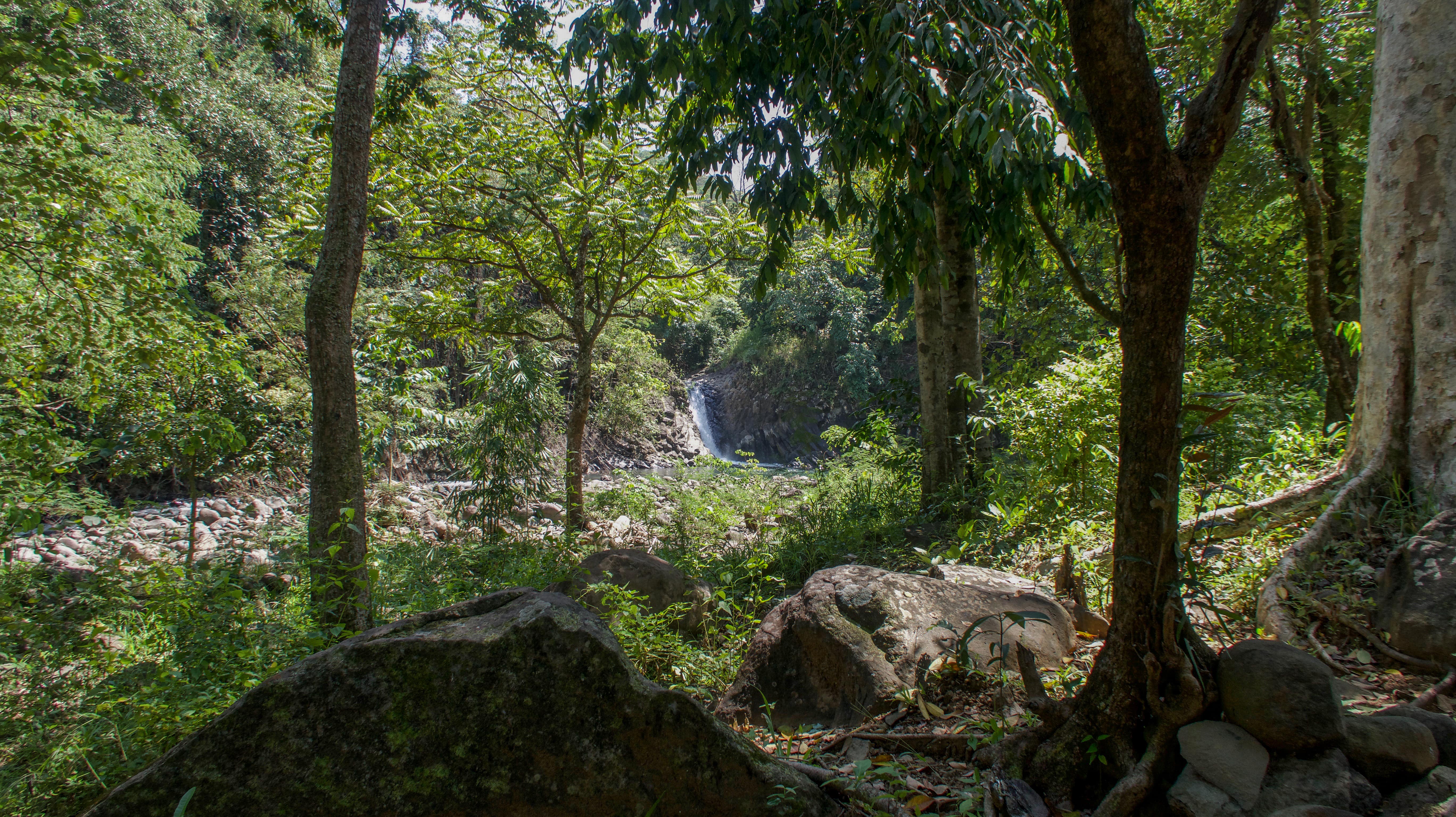 dunsulan falls seen through trees